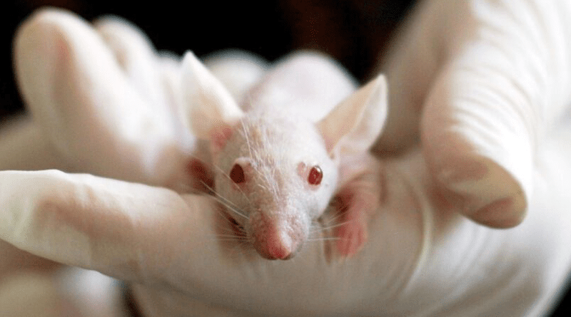 Animal testing in labs can be halted using new methods, writes Crispin Maslog. Copyright: Image by Tibor Janosi Mozes from Pixabay. This image has been cropped.