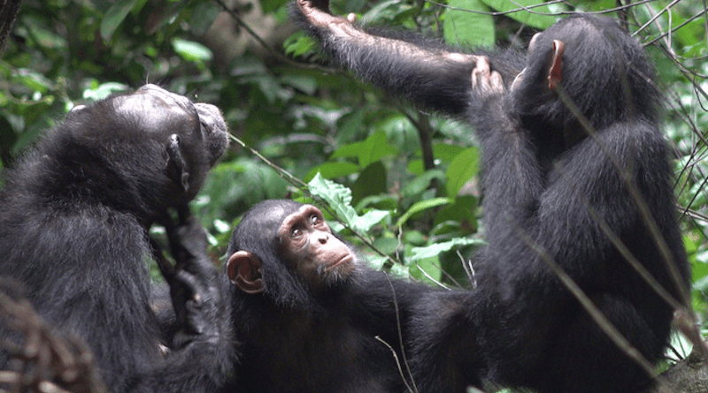The three chimpanzees Suzee, Sassandra and Olive live in Loango national parc in Gabon. Here, the Ozouga chimpanzee project led by cognitive biologist Prof. Dr. Simone Pika, Osnabrück University, has observed, for the first time, how chimpanzees apply insects to their wounds. CREDIT: (c) Tobias Deschner/ Ozouga chimpanzee project