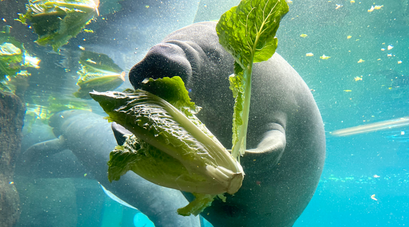 Manatees at risk of starving due to native seagrass dying from water pollution, were fed romaine lettuce as part of an unprecedented feeding program on the east coast of Florida’s Indian River Lagoon. CREDIT: Florida Atlantic University/Getty Images