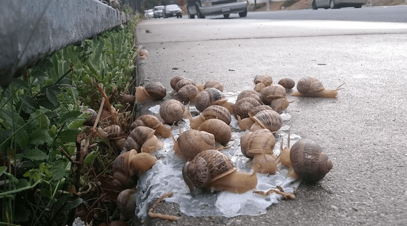 Snails atop a wet pile of roadside trash. Litter impacts the environment at large. CREDIT: Win Cowger/UCR