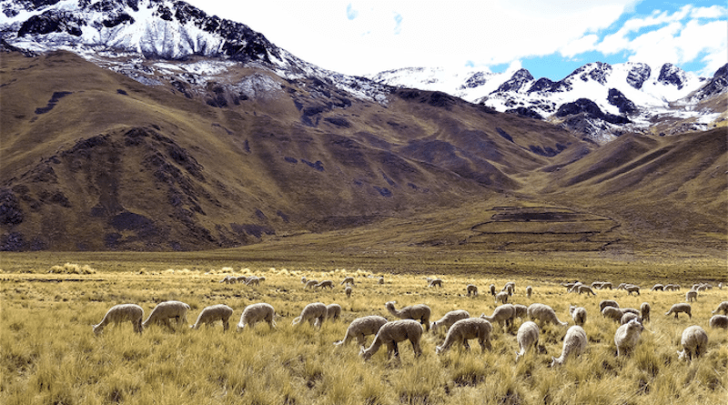 Highland elevation in the Central Andes. Pastoral animals, including alpacas, made up most of highlanders’ diets. CREDIT: Kurt Wilson