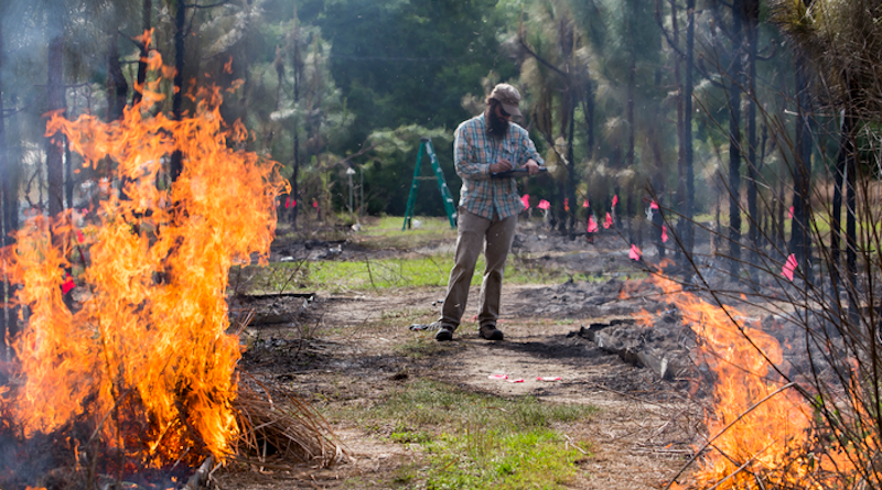 Whalen Dillon recording data in the experiment to assess the effects of invasion, drought, and their interaction on longleaf pine responses to fire. CREDIT: UF/IFAS photo by Camila Guillen.