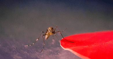 New research shows that Aedes aegypti mosquitoes are attracted to specific colors, including red. CREDIT: Kiley Riffell