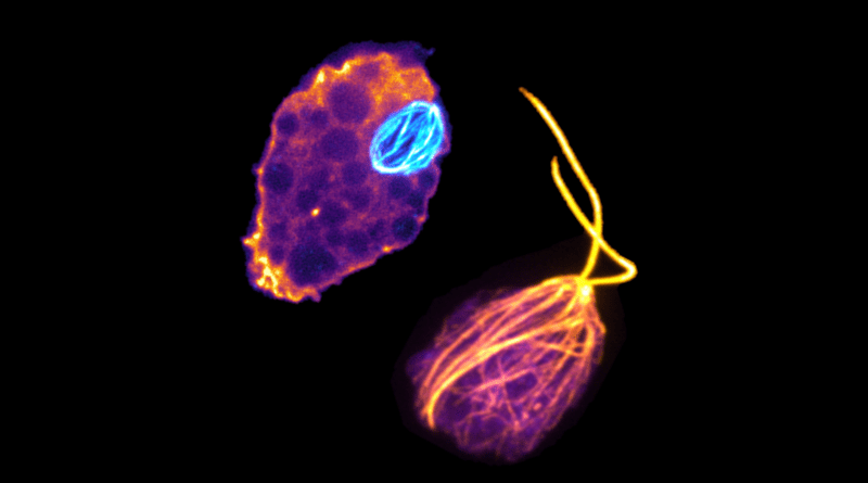 Naegleria gruberi cells use one set of tubulins to build a mitotic spindle (cyan, left), and another set of tubulins (orange, right) to transform into a flagellate cell type. CREDIT: Katrina Velle, Fritz-Laylin Lab, UMass Amherst