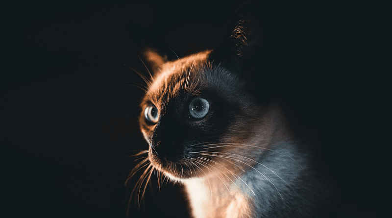 Siamese Cat Cat Pet Kitten Animal Domestic Cat