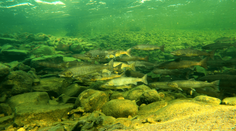 Atlantic salmon in the River Teno in Northern Finland. Photo: Panu Orell / Natural Research Institute Finland