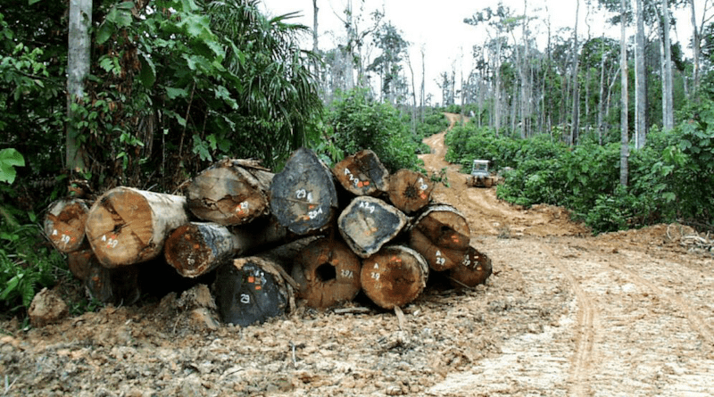 Restoring forests can reduce greenhouse gases linked to global warming and climate change, according to a new study. Copyright: Agung Prasetyo/CIFOR (CC BY-NC-ND 2.0). This image has been cropped.