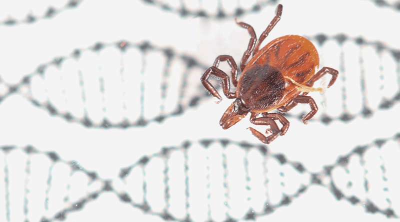This is a photo of the black-legged tick, Ixodes scapularis. CREDIT: Andrew Nuss/University of Nevada, Reno.