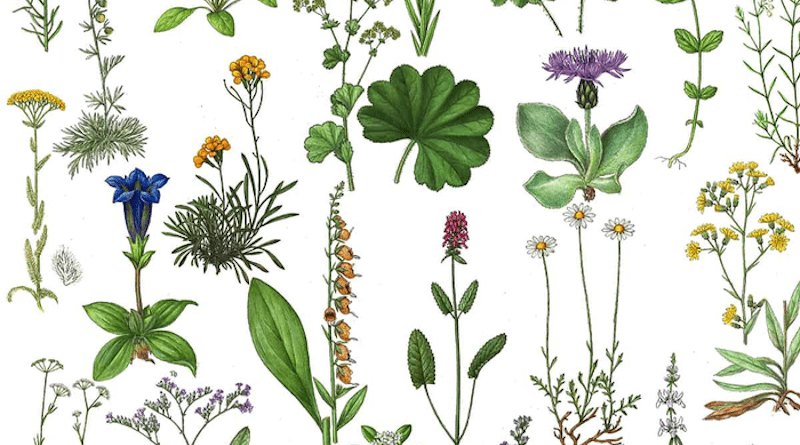 Collage of plant species that are range-restricted to Europe but threatened in at least one country, with some of them being globally threatened. CREDIT: Vlaev, Dimiter in Peev, D. et al. (eds) (2015): Red Data Book of the Republic of Bulgaria. Vol. 1. Plants and Fungi. MoEW & BAS, Sofia [Single inset drawings; compiled by Staude, I.]. (http://e-ecodb.bas.bg/rdb/en/)