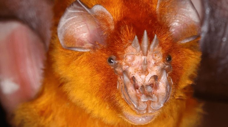 A photo of an African trident bat, one of the species that harbors a coronavirus with a peptide (protein fragment) similar to one found on the spike protein of SARS-CoV-2, the cause of COVID-19. Johns Hopkins Medicine researchers have shown that people vaccinated against COVID-19 might also produce an immune response to such peptides on a number of bat coronaviruses, considered to be a prime threat for future “jumps” of animal-to-human viral diseases. CREDIT: Public domain image courtesy of Paul Webala