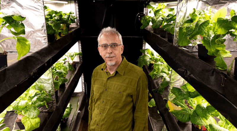 Marc Van Iersel among turnip plants in a grow room at his greenhouses. CREDIT: Andrew Davis Tucker/UGA