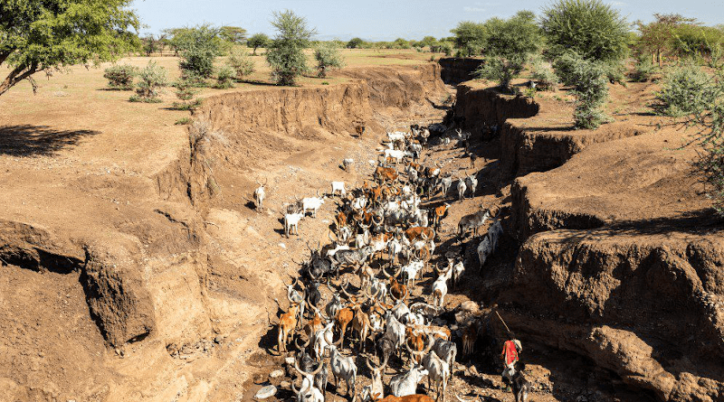 A herd of cattle searching for water in an almost-dry riverbed. Copyright: ILRI/ Sonja Leitner, CC BY-NC-ND 2.0