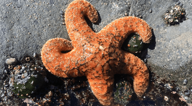 Healthy ochre sea star CREDIT: Sarah Gravem, OSU