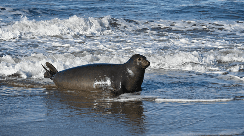 This photo shows an adult female elephant seal returning from her 7-month foraging migration to breed on the beach at Año Nuevo Reserve. CREDIT: Dan Costa