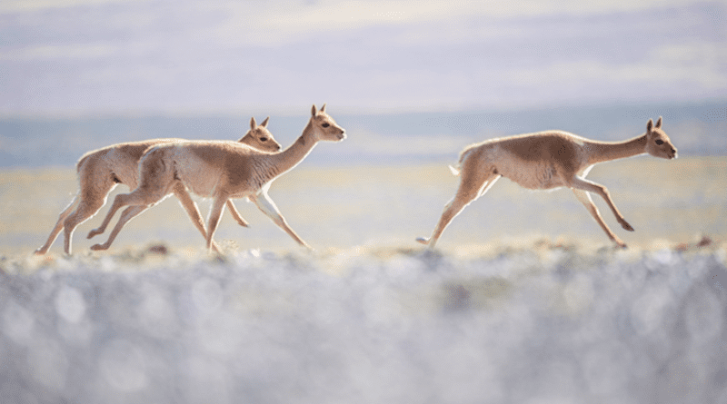 Vicuñas run across the plains of San Guillermo National Park, Argentina. CREDIT: Joe Riis