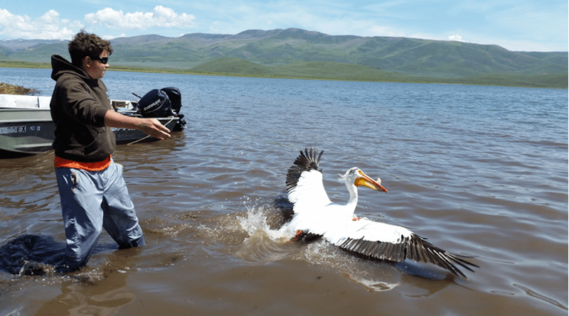 USU graduate student Kevin Chapman releases an American White Pelican which was originally caught in Idaho and recaptured on Strawberry Reservoir. Diet analysis of pelicans at Strawberry Reservoir showed that the vast majority of their diet included abundant native fish rather than sportfish. CREDIT: Photo by Frank P. Howe