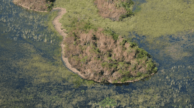 Hurricane Irma caused extensive damage to mangrove forests within Everglades National Park when it made landfall in 2017. The storm also deposited a large amount of marine wrack along the shoreline. CREDIT: Stephen Davis, Everglades Foundation.