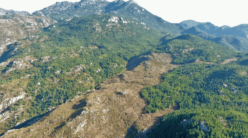 Recently cleared areas of invasive alien trees from the Cape Mountains. CREDIT: Cape Winelands Biosphere Reserve.
