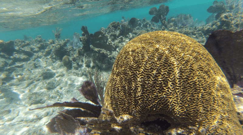 Coral colony on Caribbean reef. CREDIT: Colleen B. Bove, CC-BY 4.0 (https://creativecommons.org/licenses/by/4.0/)