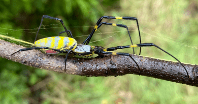 A female Joro spider crawls across a branch. CREDIT: UGA/Submitted Photo