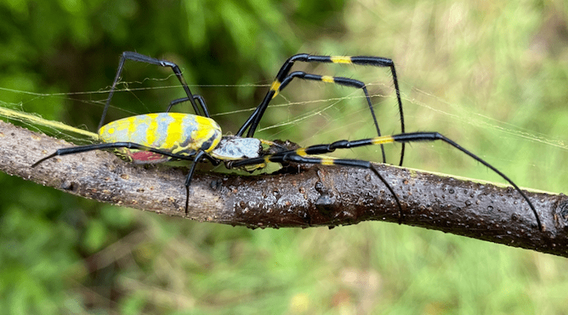 A female Joro spider crawls across a branch. CREDIT: UGA/Submitted Photo