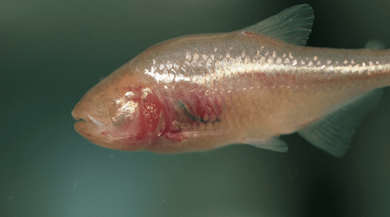 A MEXICAN BLIND CAVEFISH IN A UC BIOLOGY LAB. CREDIT: ANDREW HIGLEY/UC CREATIVE
