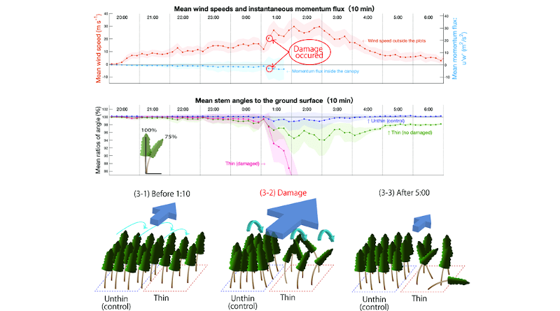 How trees reacted to wind during a category-5 tropical cyclone (super typhoon Trami) in 2018. The wind and tree stem angle data describe that tree damage occurred from 1:10 to 1:20 on 1 October 2018 (rapidly changing wind speeds with strong sweep shown as the negative momentum flux u’w’). Before 1:10, all trees were swaying in the similar manner; just after 1:10, the trees in the control plot helped each other by frequently crushing their crowns, whereas the trees in the thinned plot confronted strong wind turbulent individually; when the winds became less strong, the trees in the control plot returned to the rest (original) positions, whereas the undamaged trees without any supports (in the thinned plot) remained at the leaned positions (never back to the rest positions). CREDIT: Kana Kamimura, Shinshu University