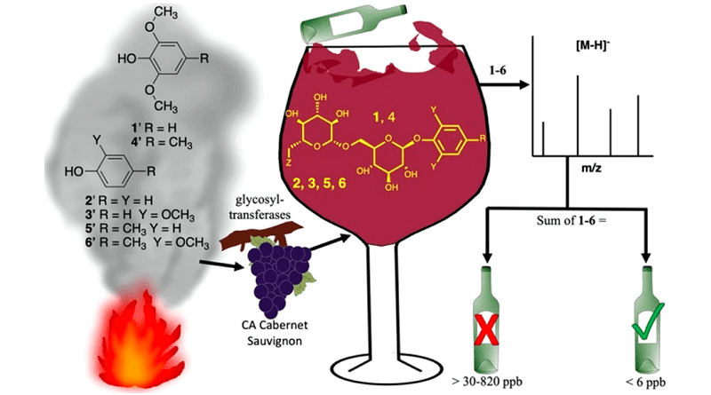 Wildfires produce volatile phenols which accumulate in grapes as phenol glycosides and give rise to unpleasant “smoke taint” in wines. Chemical analysis to quantify biomarkers in grapes and wine can be used to assess the likelihood of smoke taint. Image credit: Crews et al., J. Nat. Prod. 2022