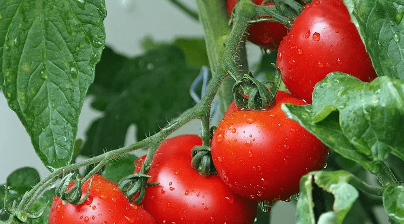 Tomatoes Vines Water Droplets Wet Red Tomatoes