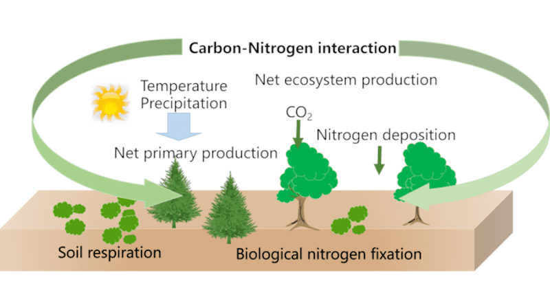 Schematic diagram of the underestimation of the carbon sink trend across the Belt and Road region during 2031–2100 CREDIT: by PENG Jing