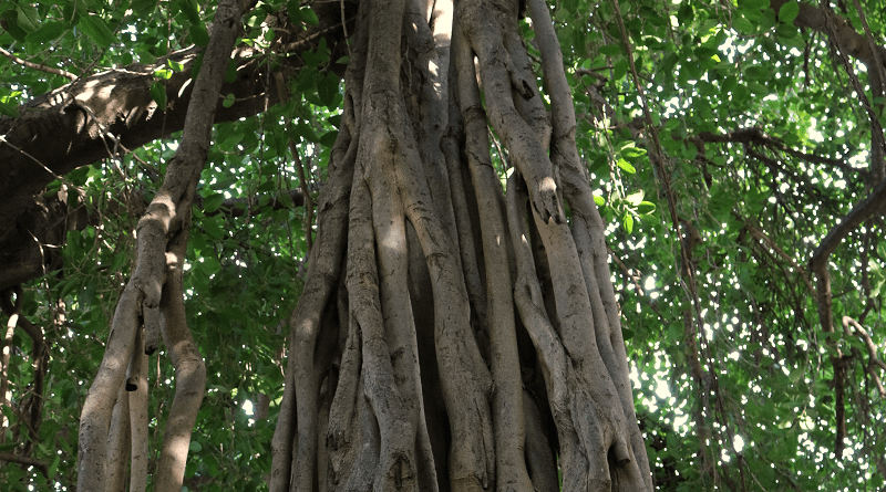 Ficus tree Credit: Hebrew University