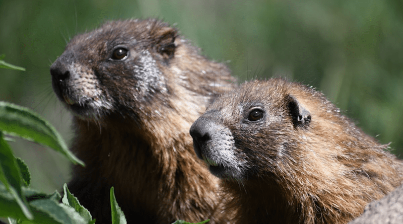 During their time hibernating, marmots’ breathing slows, they burn a single gram of fat per day, and their body temperature plummets to the point that “they feel like fuzzy, cold rocks.” CREDIT: Daniel Blumstein/UCLA