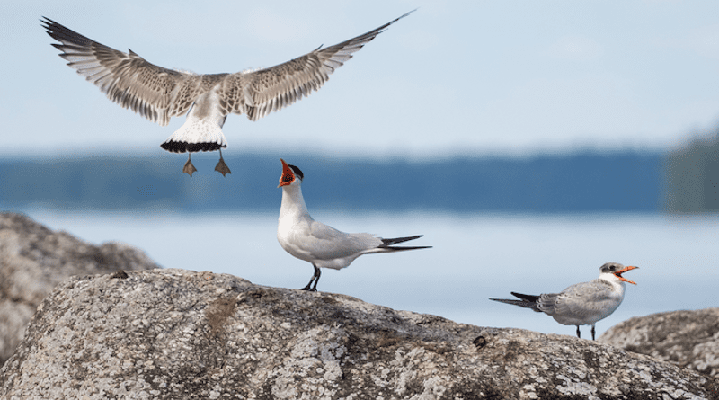 Male Caspian terns are not only responsible for leading their young on their first autumn migration to wintering quarters, but they also have an important role in defending their young against possible threats. Here a young tern (bottom right corner) roosting on a stopover site together with its parent which is seemingly not happy with a young common gull approaching. CREDIT: Petri Hirva