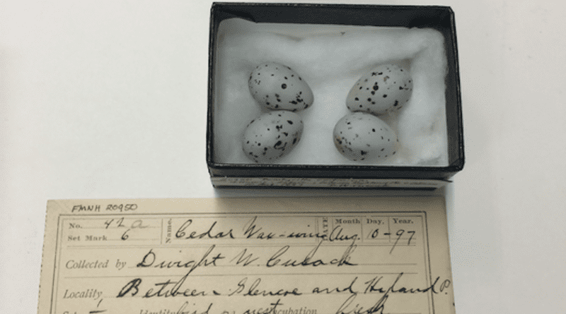 A clutch of Cedar Waxwing eggs in the Field Museum's collection from 1897. CREDIT: Field Museum
