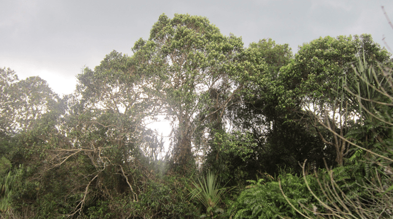A glimpse through a pristine peat swamp forest in the Kampar Peninsula, Sumatra CREDIT: A. Hapsari