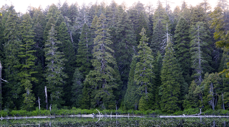 Dense stands of Douglas fir trees surround South Twin Lake in California. Decades of logging and fire suppression have shifted the composition of forests in the region, favoring fire-sensitive softwoods, like fir, over fire-resistant hardwoods, like oak. CREDIT: Clarke Knight, summer 2018