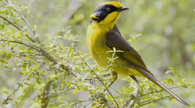 “Helena”, the helmeted honeyeater (Lichenostomus melanops cassidix) whose genome was sequenced, at Yellingbo Nature Conservation Reserve (Victoria, Australia). Photo by Nick Bradsworth.