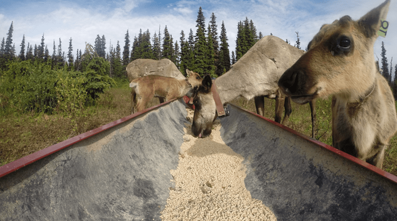 In partnership with many organizations and governments, a new Indigenous-led conservation initiative has helped improve a Klinse-Za caribou population. CREDIT: UBC Okanagan