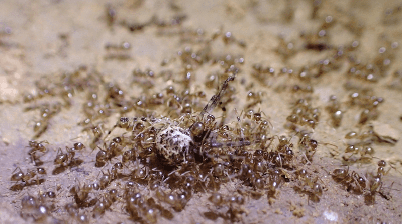 Tawny crazy ants swarm on a cobweb spider. CREDIT: Mark Sanders