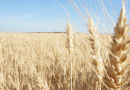 Wheat Field Russia Harvest