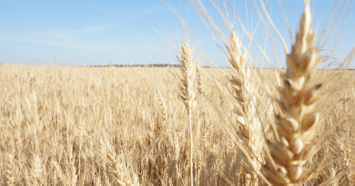 Wheat Field Russia Harvest
