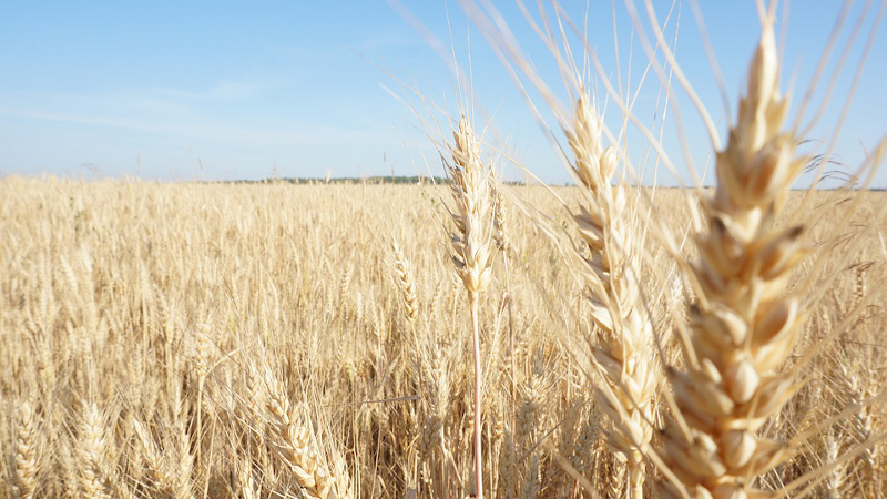 Wheat Field Russia Harvest