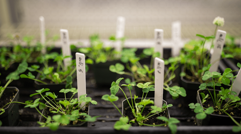 A global collaboration led by University of Toronto Mississauga evolutionary biologists examined more than 110,000 white clover samples from 160 locations across the world, showing that the plant is evolving in direct response to environmental changes taking place in cities. CREDIT: Photo by Nick Iwanyshyn