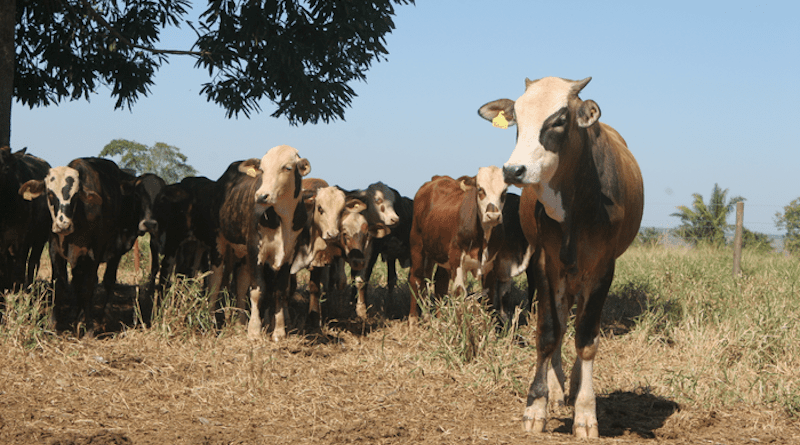 Cattle at a ranch in Brazil that is implementing more sustainable management practices within the study region. CREDIT: Peter Newton
