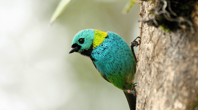The threatened Brazilian Atlantic Forest is one of the most biodiverse places on the planet. It is home to some 2,200 species of mammals, birds, reptiles and amphibians, many of them endemic to the region, such as this green-headed tanager. CREDIT: Pedro Piffer