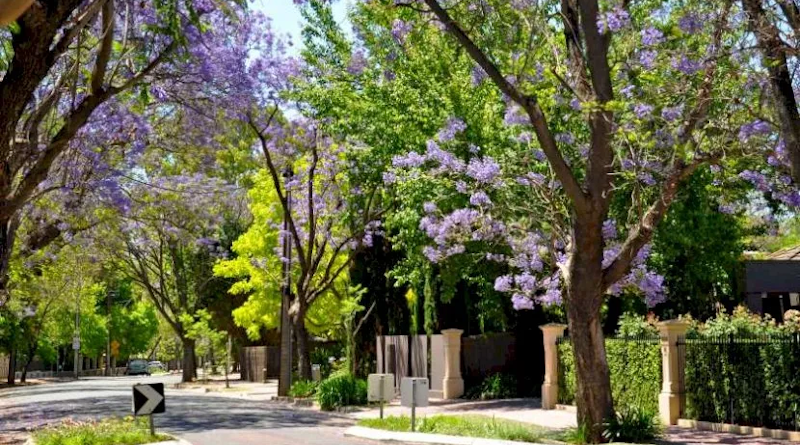 Street and garden trees should be mandated in all new housing developments, says UniSA researchers CREDIT: University of South Australia