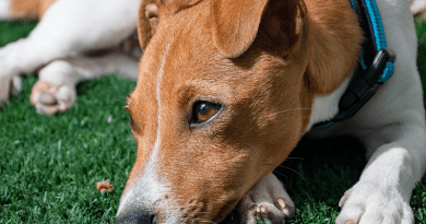 Jack Russell Terrier Puppy Dog Pet Canine Animal