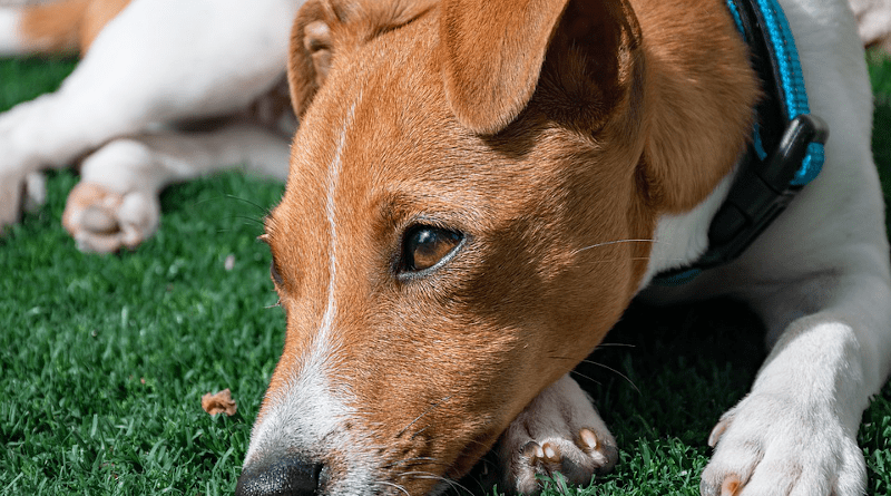 Jack Russell Terrier Puppy Dog Pet Canine Animal