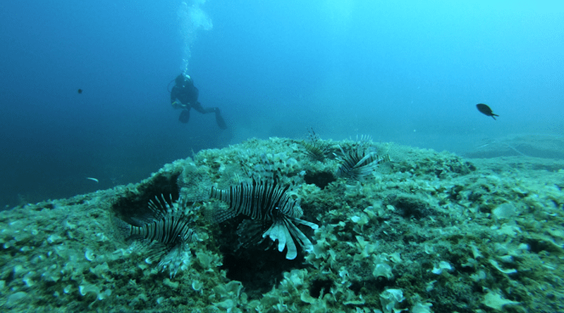A new report calls on authorities in the Mediterranean to rapidly develop opportunities for commercial and recreational fishers to target lionfish CREDIT: University of Plymouth