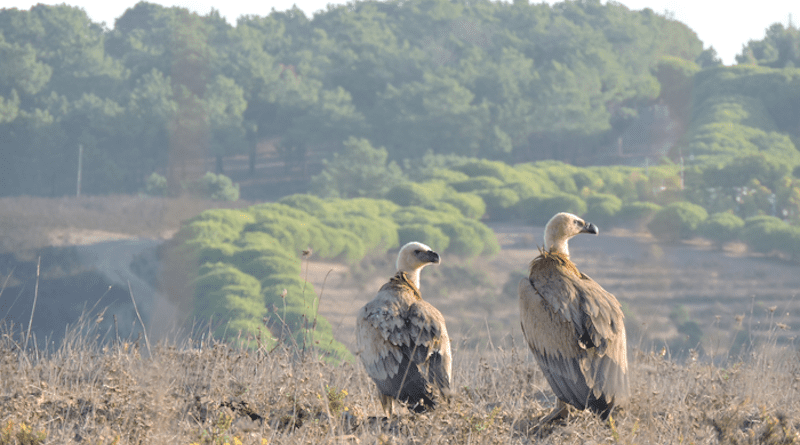Griffon vultures CREDIT: Jethro Gauld